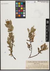 Foto von Salix hastata L.